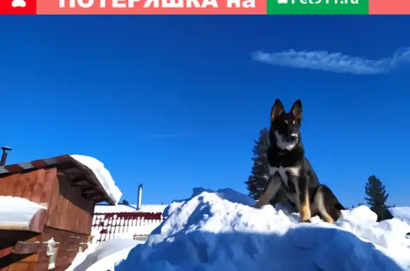 Пропала собака Миша в Бугачево, Красноярский край