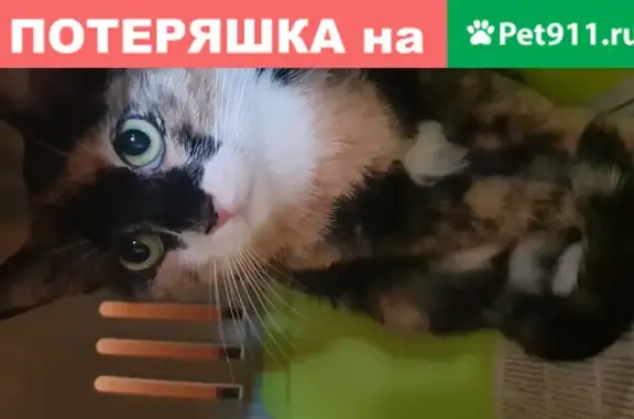 Кошка найдена на пр. Ветеранов, СПб.