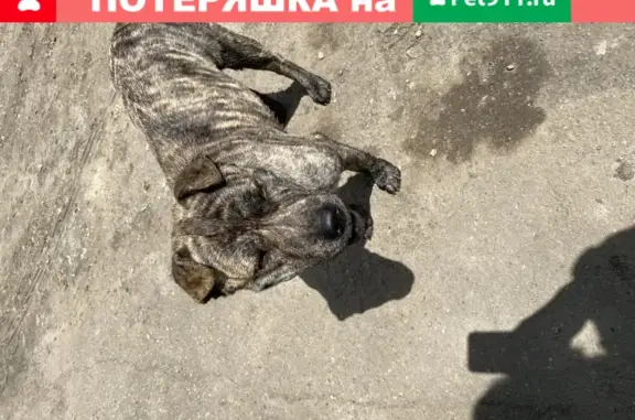 Найдена ручная собака в Краснодаре, улица Дзержинского