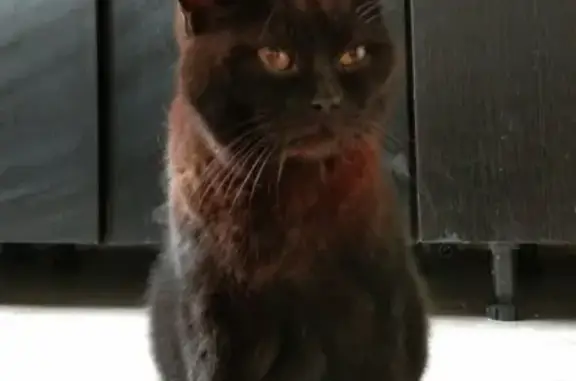 Найден кот на ул. Саввинская, черный с рыжей подпалиной.