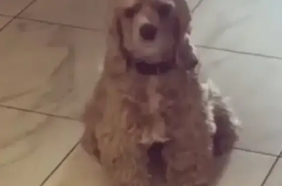 Собаки потеряшки, Санкт-Петербург, фото: Потеряшка собака Нюся, улица Корякова, Озерки, СПб