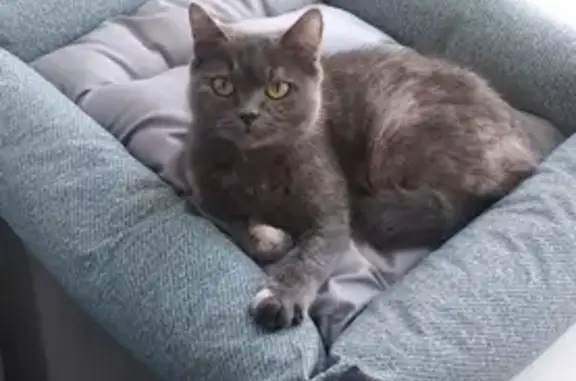 Кошки потеряшки, Кемерово, фото: Потеряшка кошка Соня на ул. Александрова, Кировский район