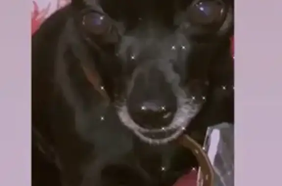 Пропала собака Чарли в Улаганском районе Республики Алтай