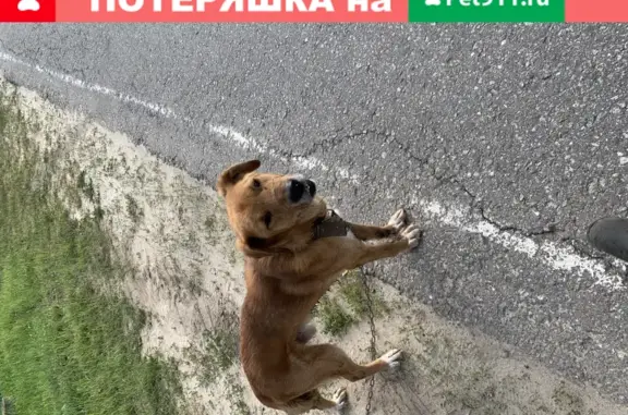 Найдена собака в Бордуках, Шатурский район
