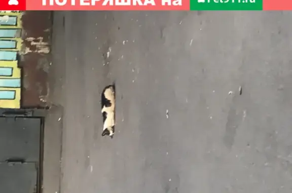 Пропала кошка на улице Яблочкова, Москва