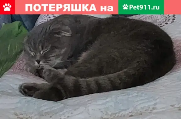 Пропала кошка на Чусовской улице, Гольяново, Москва