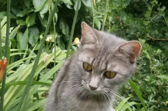 Пропала кошка Дымка на улице Матросова