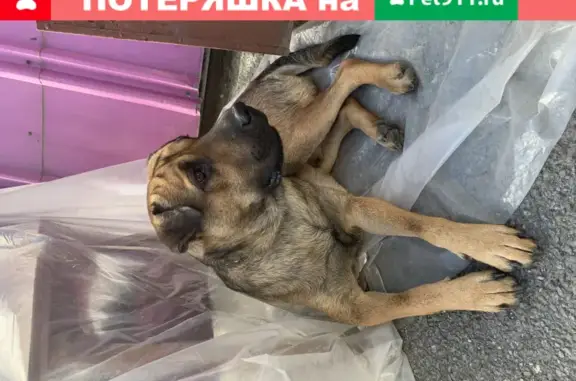 Потерянный пёс на улице Данилова 4