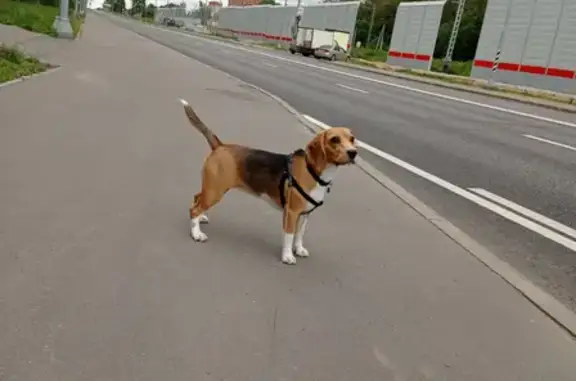 Пропала собака в районе Северный, Москва, вознаграждение