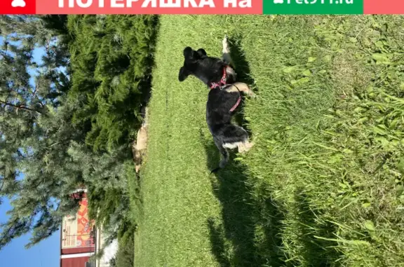 Найдена собака на Промышленной, Белгород
