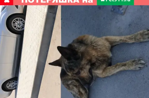 Найденные животные Калининград, фото: Найдена собака возле Балтии Молл в Калининграде