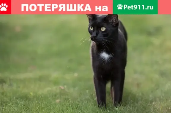 Объявления о пропавших и найденных животных, Брянск, фото: Пропала кошка на ул. Красноармейской 160 б.