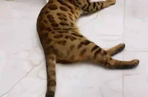 Потерянные животные Тула, фото: Пропала бенгальская кошка в поселке Тулы, вознаграждение!