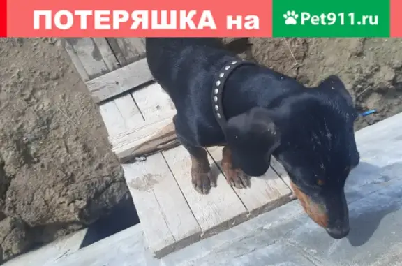 Собака такса найдена в Тополево, Хабаровский край