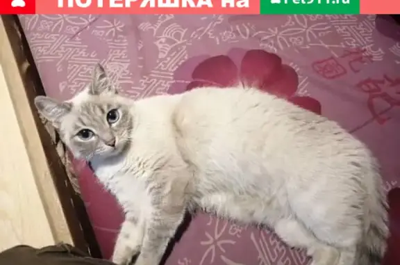 Пропала кошка Дымка на улице Бутина в Чите