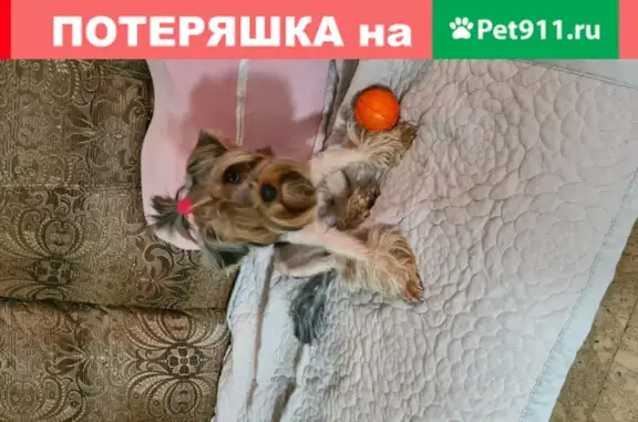 Потерянные животные Улан-Удэ, фото: Пропала собака Ляля на ул. Смолина 79