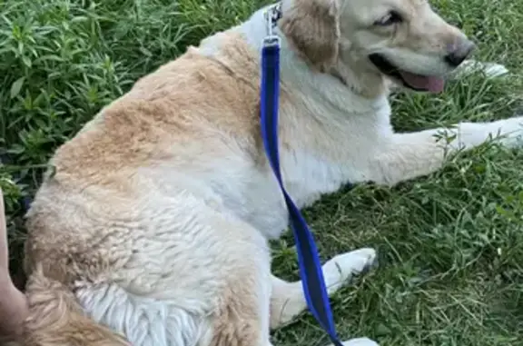 Найдена собака с клеймом на ул. Остужева, Воронеж