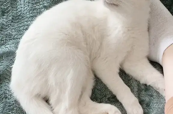 Потерянные животные Слобода, фото: Пропала глухая кошка в Тверской области, д. Слобода.