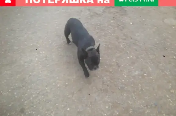 Пропала собака французский бульдог без ошейника в Абакане, улица Литвинова