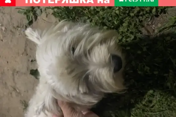Потерянная собака в поселке Тельмана, Раменский район