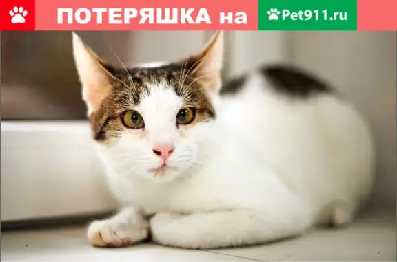 Пропала кошка на ул. Аргуновской, Москва, м Алексеевская