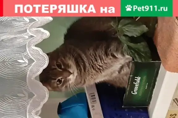 Пропала кошка Мурка, возле Могилы Героя СССР в Истре