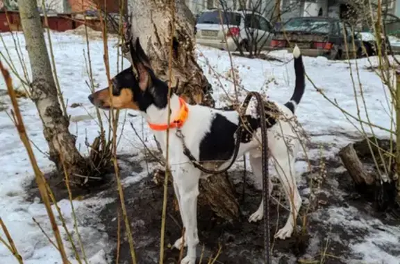 Собаки потеряшки, Казань, фото: Потеряшка собака Чак на пр. Победы 78
