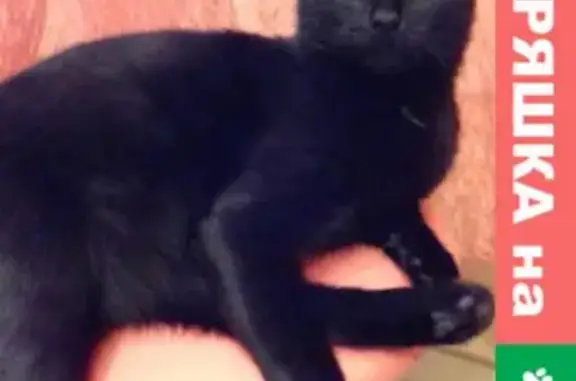 Потерянные животные Дедовск, фото: Пропала кошка в Дедовске: черная, стерилизованная, 4 года, ул. Энергетиков, д.20.