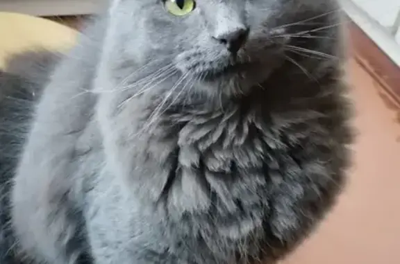 Кошки потеряшки, Санкт-Петербург, фото: Потеряшка кошка Кипер, б-р Красных Зорь, Невский район