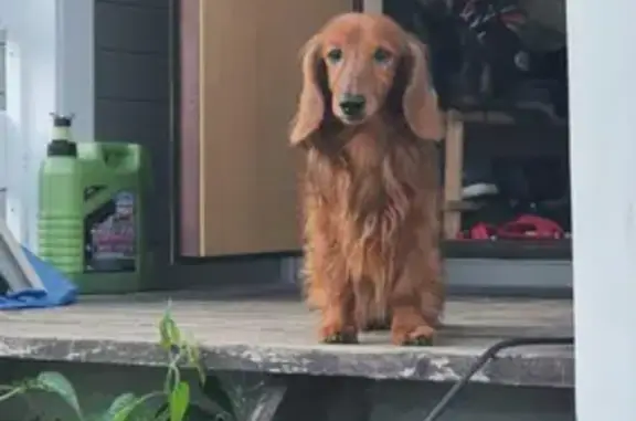 Собаки потеряшки, Можайский муниципальный округ, фото: Потеряшка собака в СНТ 