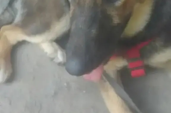 Собака найдена на ул. Ромодановские Дворики, Калуга