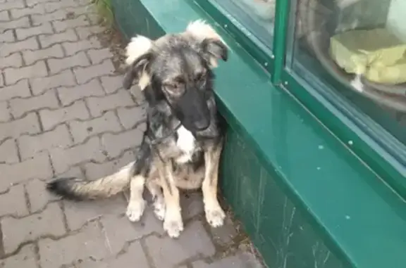 Найдена собака в районе магазина Дарвин, г. Пушкино. Отдадим в ДК 