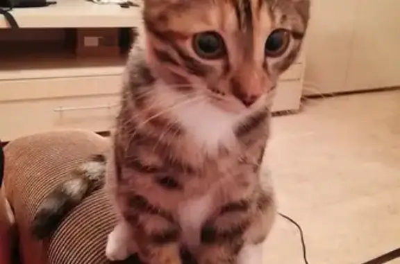 Кошки потеряшки, Владивосток, фото: Потеряшка кошка Нелли, 4 мес., пятнистая, вознаграждение, Владивосток, 120А