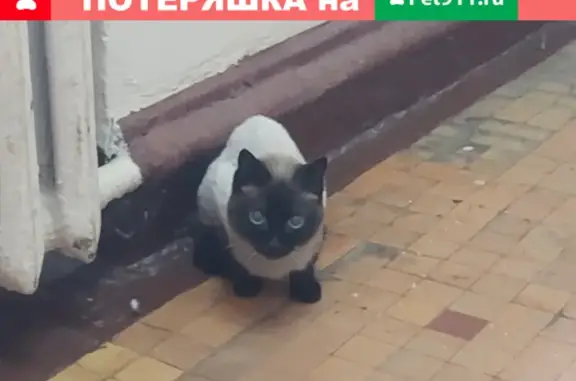 Сиамская кошка найдена на ул. Куусинена, Москва