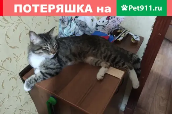 Пропала кошка на Елецкой, Орехово-Борисово Южное, Москва
