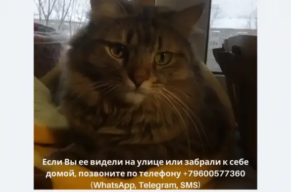 Кошки потеряшки, Казань, фото: Потеряшка кошка по адресу Ибрагимова, д. 9.