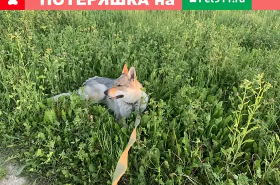 Пропала собака Шериф, Чехословацкий влчак, Звенигород