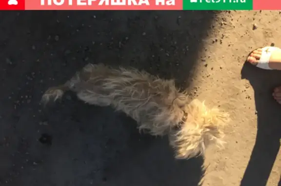 Собака найдена на Бескрайней улице в Липецке