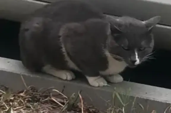 Кошка Кот найдена на Перервинском бульваре.