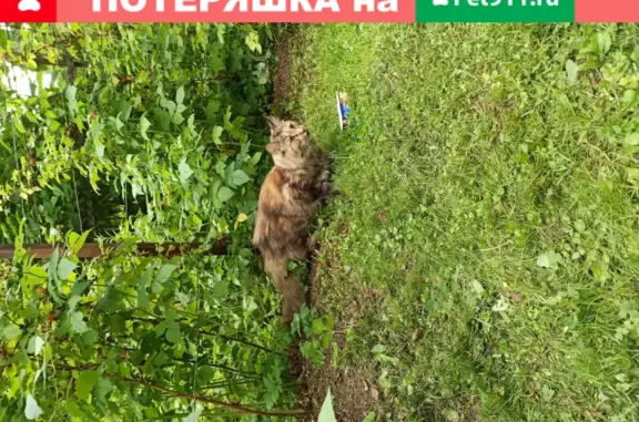 Найдена кошка в Быково, нужен дом