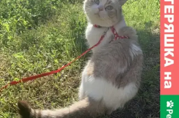 Пропала кошка в Наро-Фоминском округе