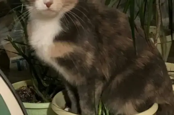 Кошки потеряшки, Омск, фото: Потеряшка кошка на Заозёрной улице, Омск.