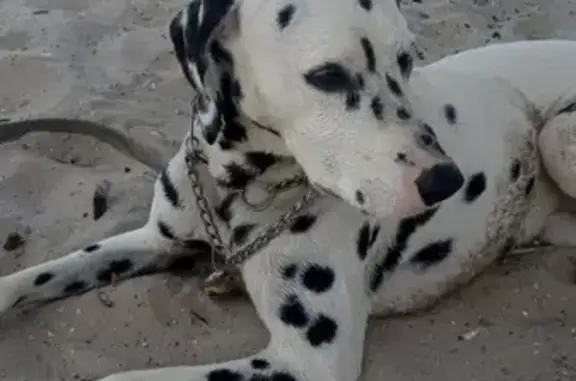 Собаки потеряшки, , фото: Потеряшка собака в районе Портовая улица, Ростов-на-Дону