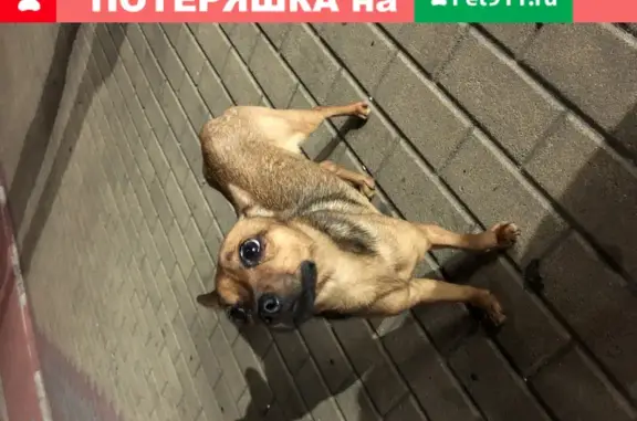 Найдена собака в Адлере, ул. Нижнеимеретинская 28 к 3.