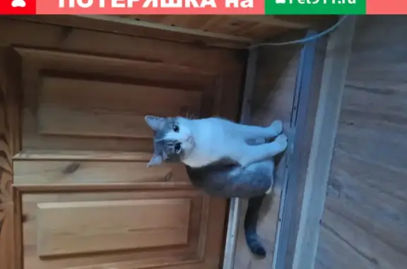 Найдена кошка в Шупашкаре, адрес: 2А, пр-т Ленина, Чебоксары