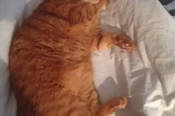 Потерянные животные Тверь, фото: Пропала кошка, сбита на улице Красина, унесли в сторону радужного (Тверь)