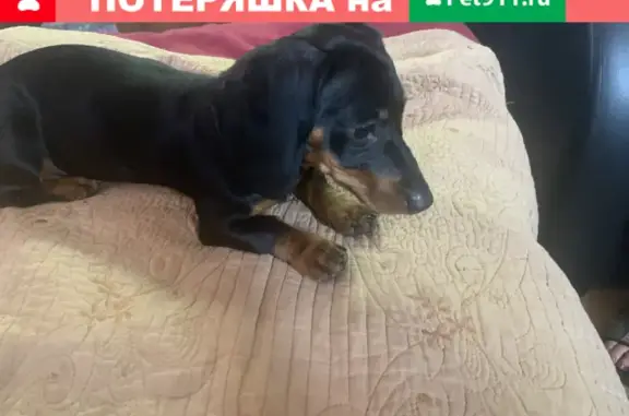 Найдена щенок таксы в районе Крестовского моста