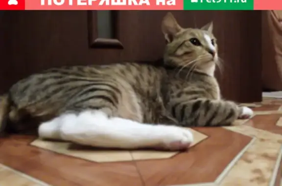 Пропала кошка на проспекте Гая, Ульяновск, Россия.