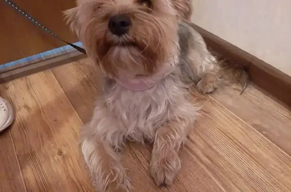 Найденные животные Ростов-на-Дону, фото: Найдена собака в Ростове-на-Дону, ищу хозяина