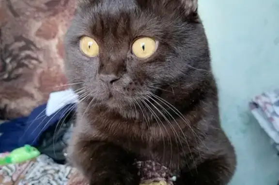 Кошки потеряшки, Рязань, фото: Потеряшка кот в Рязани, район пл. Свободы, возможно увезли.